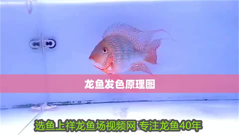 龍魚發(fā)色原理圖