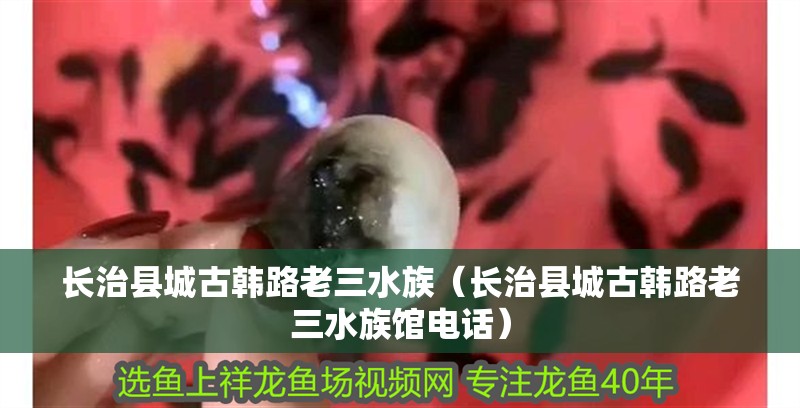 長治縣城古韓路老三水族（長治縣城古韓路老三水族館電話）