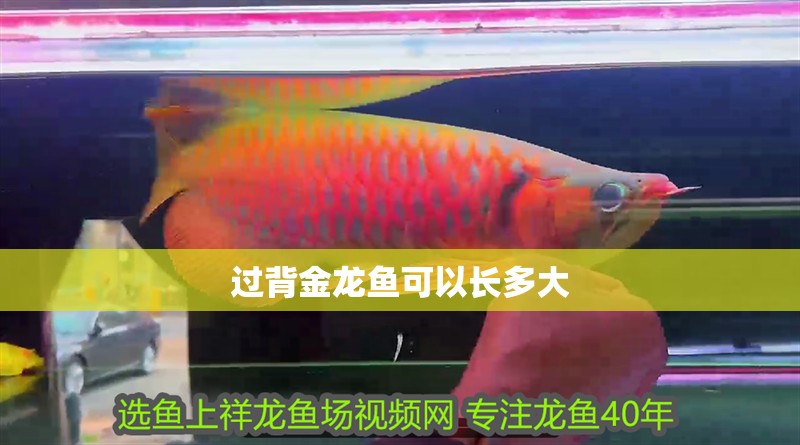 過背金龍魚可以長多大