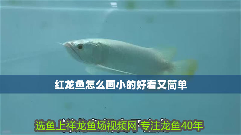 紅龍魚怎么畫小的好看又簡單