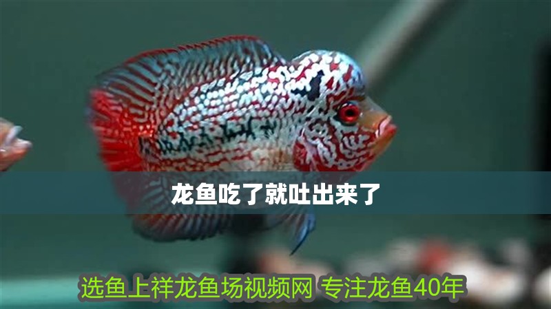 龍魚(yú)吃了就吐出來(lái)了