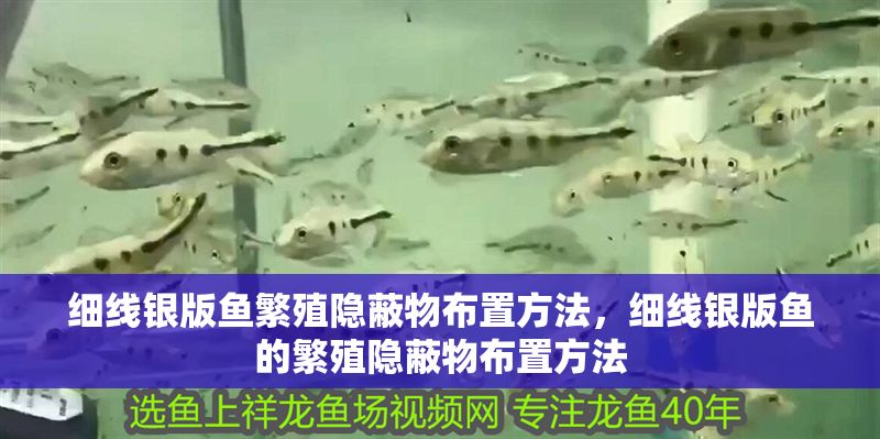 細線銀版魚繁殖隱蔽物布置方法，細線銀版魚的繁殖隱蔽物布置方法