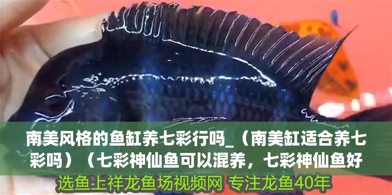 南美風格的魚缸養七彩行嗎_（南美缸適合養七彩嗎）（七彩神仙魚可以混養，七彩神仙魚好養嗎，）