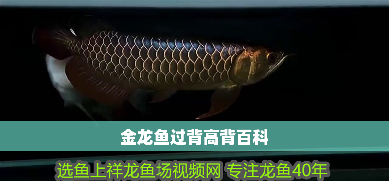 金龍魚過背高背百科
