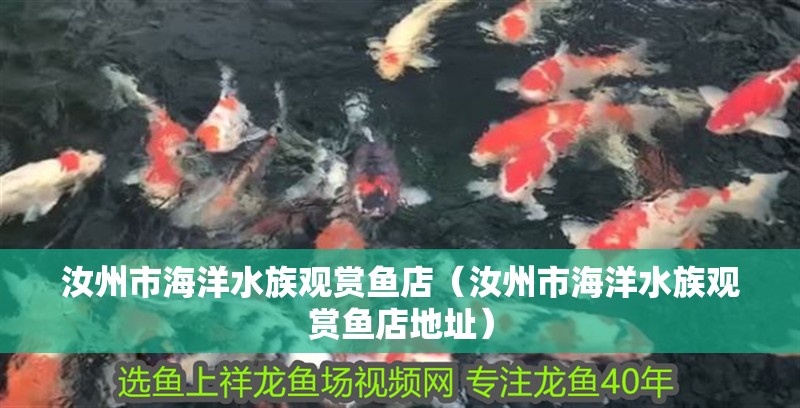 汝州市海洋水族觀賞魚店（汝州市海洋水族觀賞魚店地址） 汝州市海洋水族觀賞魚店（汝州市海洋水族觀賞魚店地址） 全國水族館企業名錄 第2張