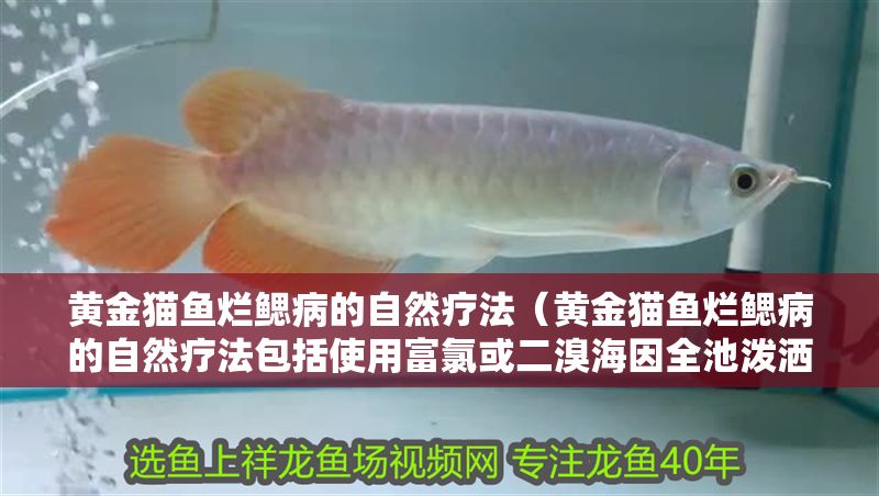 黃金貓魚爛鰓病的自然療法（黃金貓魚爛鰓病的自然療法包括使用富氯或二溴海因全池潑灑）