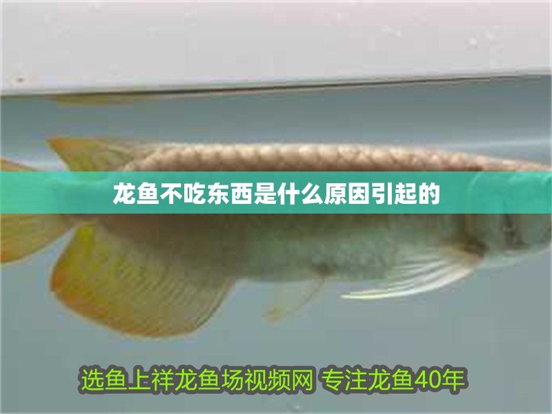龍魚不吃東西是什么原因引起的 龍魚不吃東西是什么原因引起的 龍魚百科 第2張