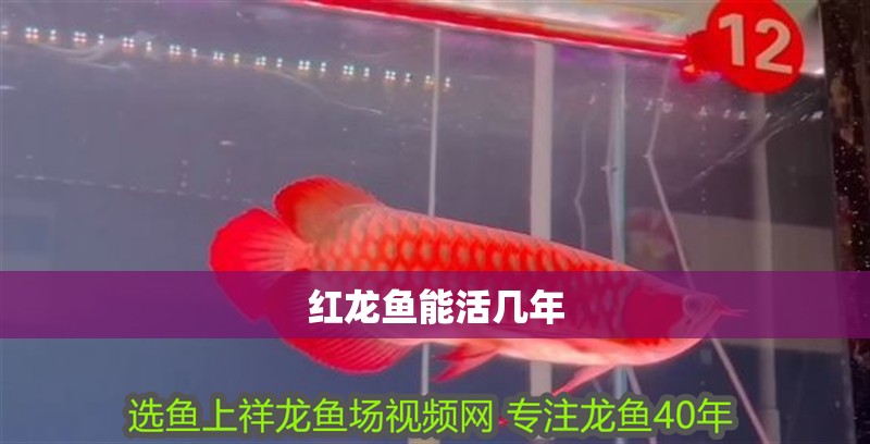 紅龍魚能活幾年