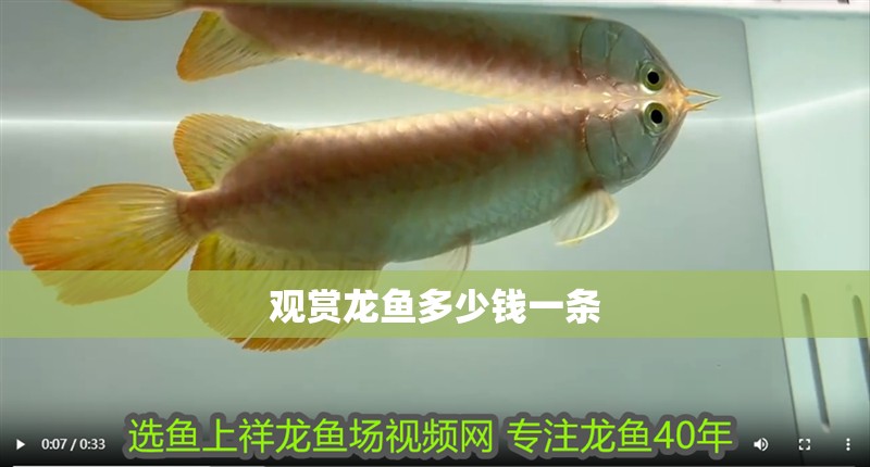 觀賞龍魚多少錢一條