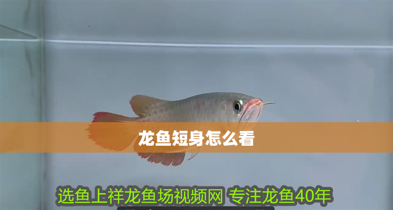 龍魚短身怎么看 龍魚百科 第2張 龍魚短身怎么看 龍魚短身怎么看 龍魚百科 第2張