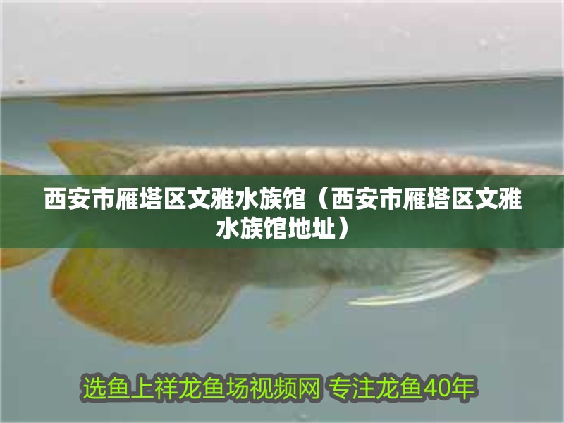 西安市雁塔區(qū)文雅水族館（西安市雁塔區(qū)文雅水族館地址）
