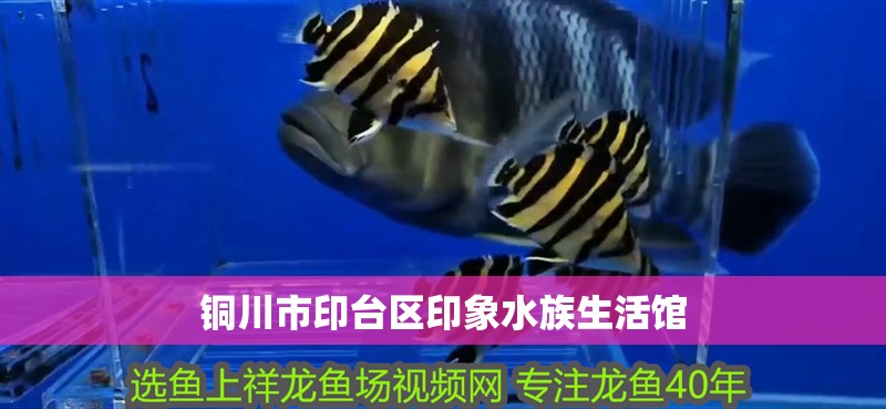 銅川市印臺(tái)區(qū)印象水族生活館