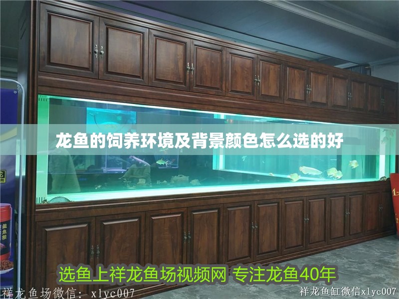 龍魚的飼養環境及背景顏色怎么選的好