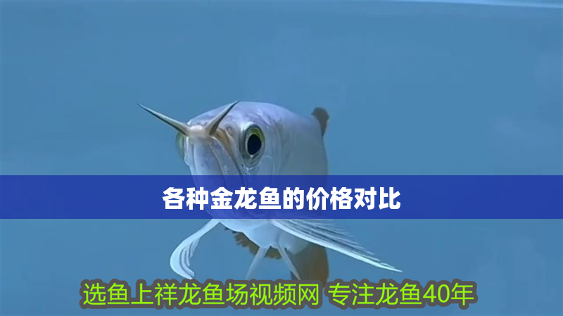 各種金龍魚的價(jià)格對(duì)比