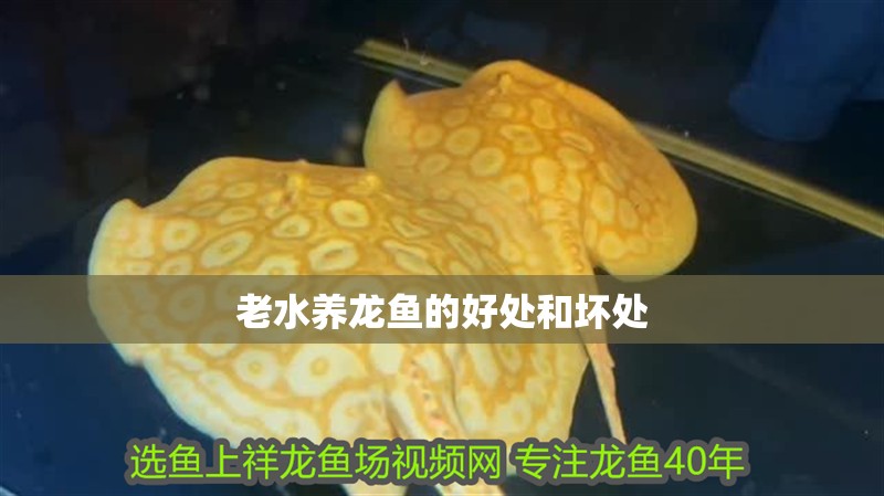 老水養(yǎng)龍魚的好處和壞處