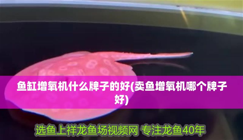 魚(yú)缸增氧機(jī)什么牌子的好(賣(mài)魚(yú)增氧機(jī)哪個(gè)牌子好)