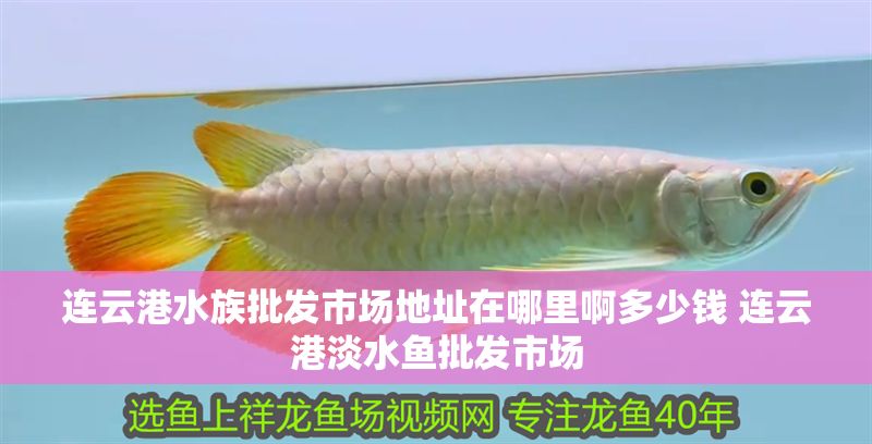 連云港水族批發市場地址在哪里啊多少錢 連云港淡水魚批發市場 元寶鳳凰魚百科 第1張 連云港水族批發市場地址在哪里啊多少錢 連云港淡水魚批發市場 連云港水族批發市場地址在哪里啊多少錢 連云港淡水魚批發市場 元寶鳳凰魚百科 第1張