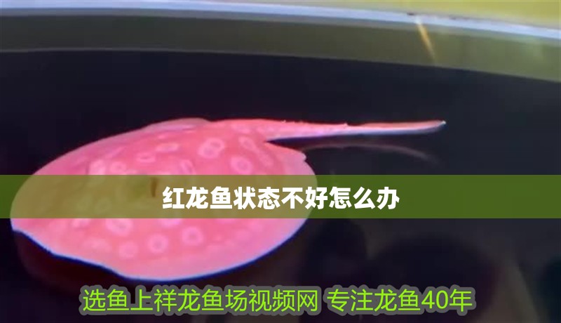 紅龍魚狀態不好怎么辦 紅龍魚狀態不好怎么辦 龍魚百科 第2張
