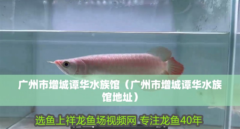 廣州市增城譚華水族館(廣州市增城譚華水族館地址) 全國水族館企業名錄 第2張 廣州市增城譚華水族館(廣州市增城譚華水族館地址) 廣州市增城譚華水族館(廣州市增城譚華水族館地址) 全國水族館企業名錄 第2張