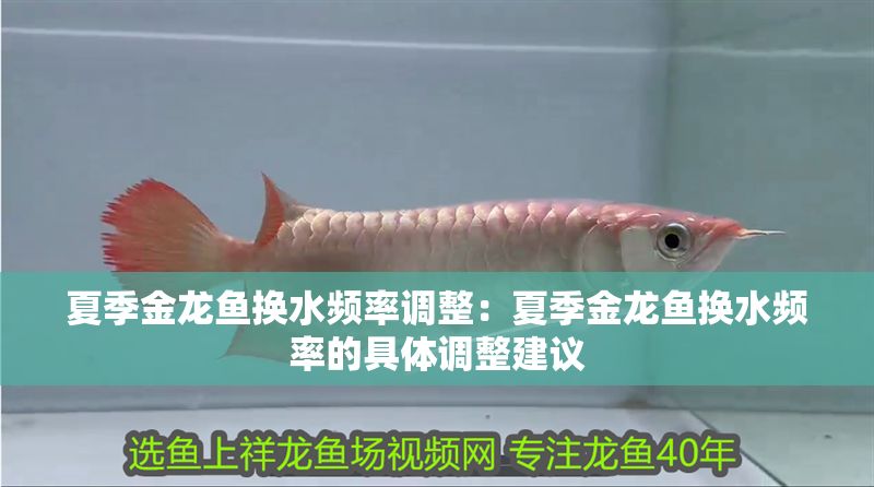夏季金龍魚換水頻率調整:夏季金龍魚換水頻率的具體調整建議 金龍魚百科 第1張 夏季金龍魚換水頻率調整:夏季金龍魚換水頻率的具體調整建議 夏季金龍魚換水頻率調整:夏季金龍魚換水頻率的具體調整建議 金龍魚百科 第1張