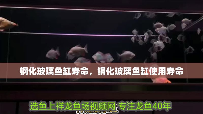 鋼化玻璃魚缸壽命，鋼化玻璃魚缸使用壽命 鋼化玻璃魚缸壽命，鋼化玻璃魚缸使用壽命 魚缸百科 第1張