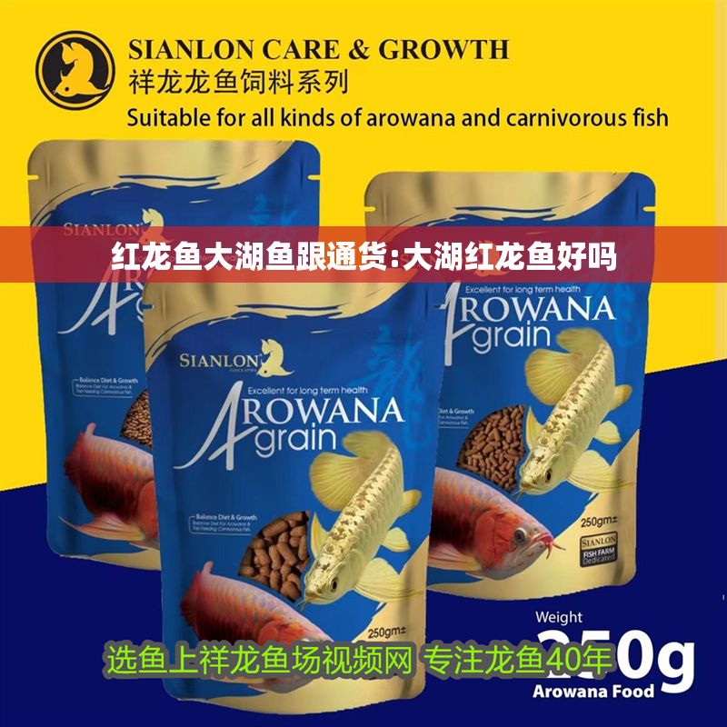 紅龍魚大湖魚跟通貨:大湖紅龍魚好嗎