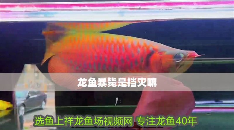 龍魚暴斃是擋災嘛