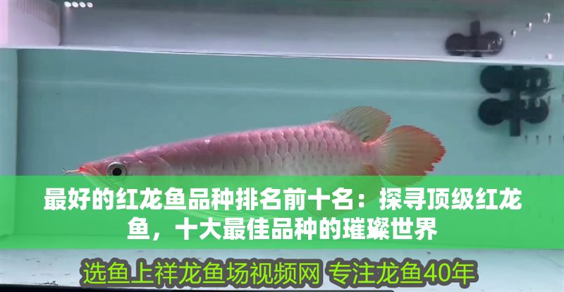 最好的紅龍魚品種排名前十名：探尋頂級紅龍魚，十大最佳品種的璀璨世界