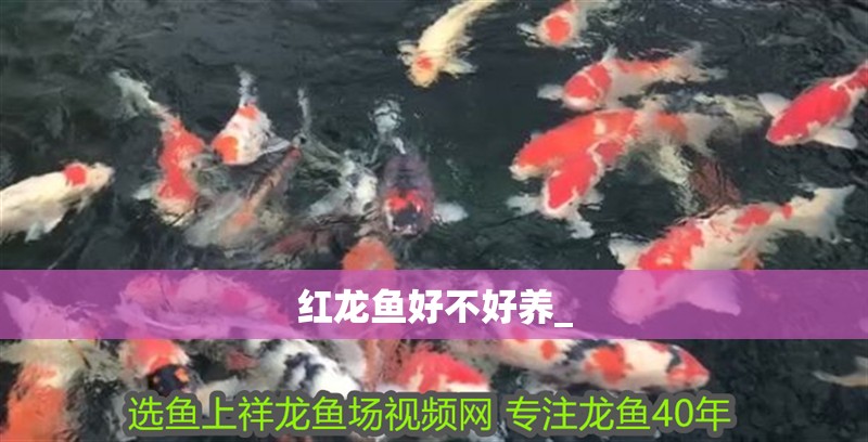 紅龍魚好不好養_