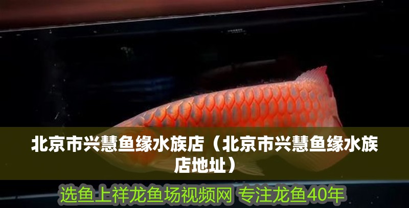北京市興慧魚緣水族店（北京市興慧魚緣水族店地址） 北京市興慧魚緣水族店（北京市興慧魚緣水族店地址） 全國水族館企業名錄 第2張