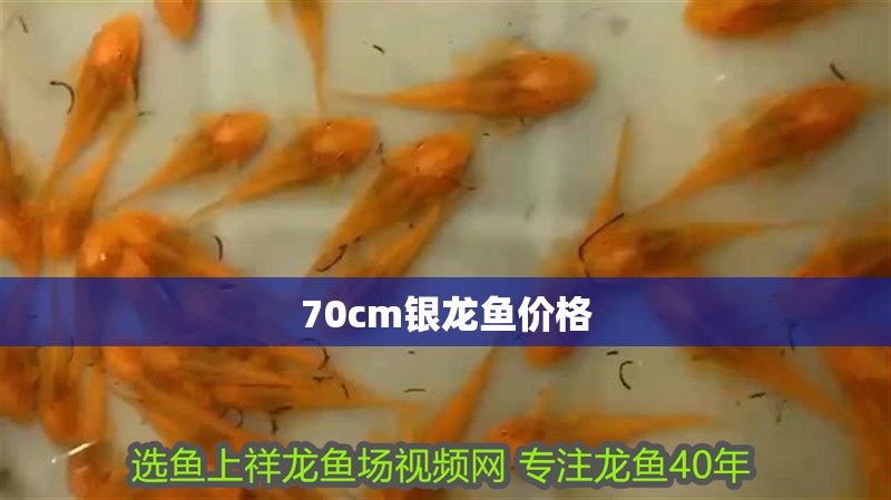 70cm銀龍魚價(jià)格