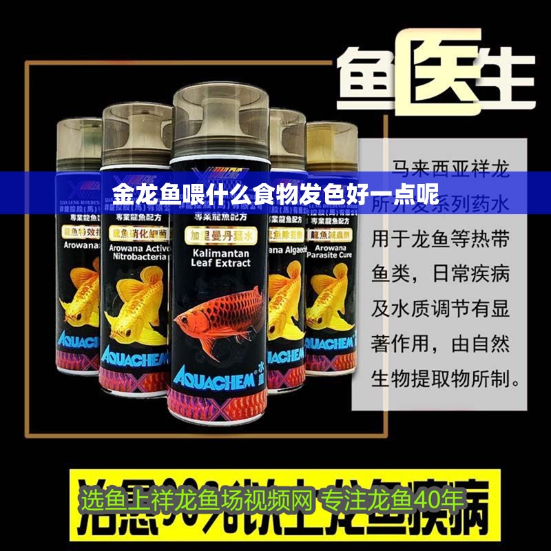 金龍魚喂什么食物發色好一點呢