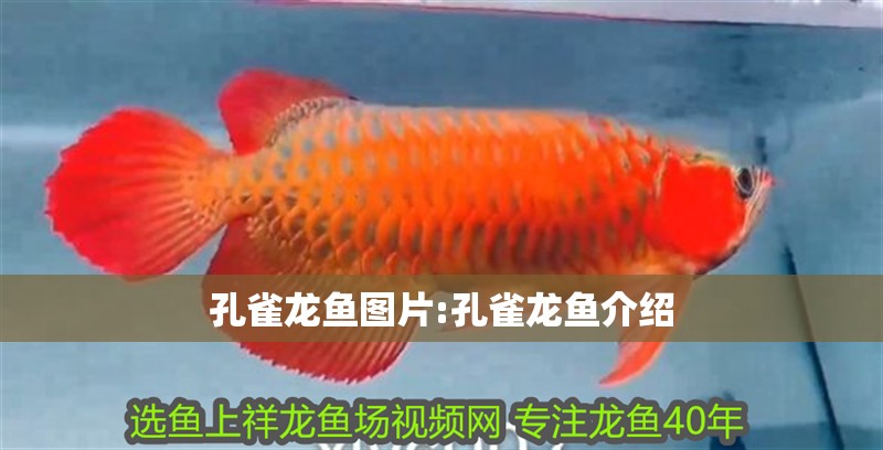 孔雀龍魚圖片:孔雀龍魚介紹