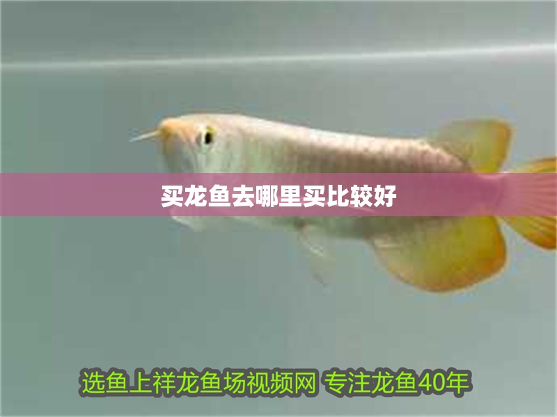 買龍魚去哪里買比較好