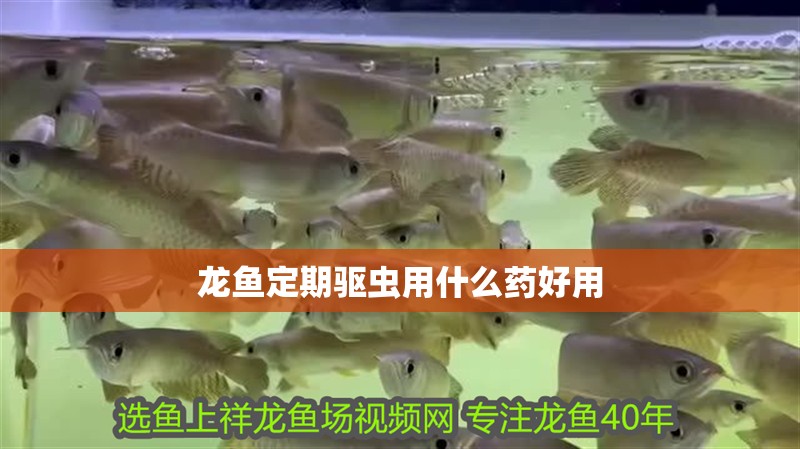龍魚定期驅蟲用什么藥好用