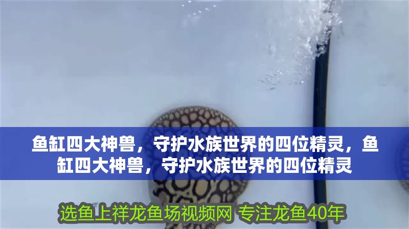 魚缸四大神獸，守護水族世界的四位精靈，魚缸四大神獸，守護水族世界的四位精靈