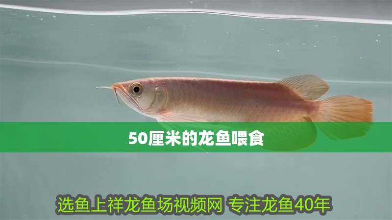 50厘米的龍魚喂食
