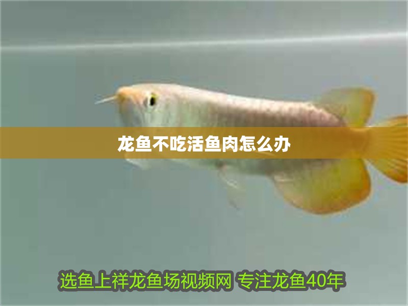 龍魚(yú)不吃活魚(yú)肉怎么辦