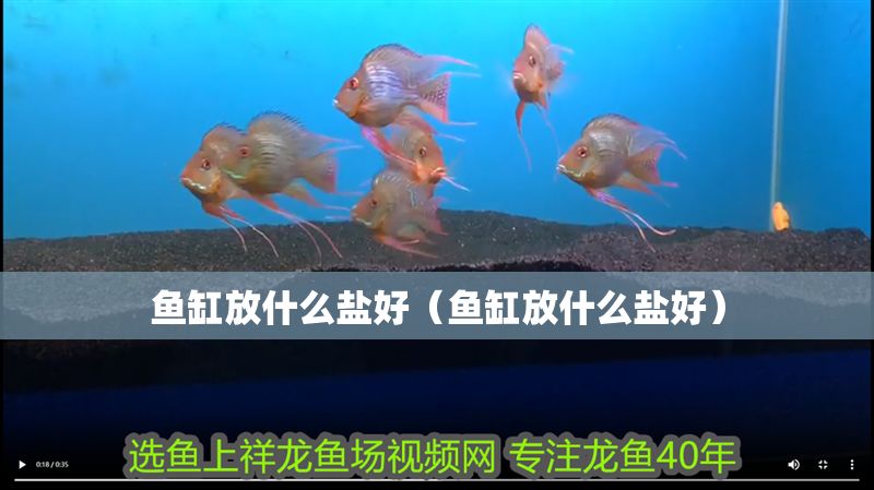 魚缸放什么鹽好（魚缸放什么鹽好） 魚缸放什么鹽好（魚缸放什么鹽好） 錦鯉魚百科 第1張