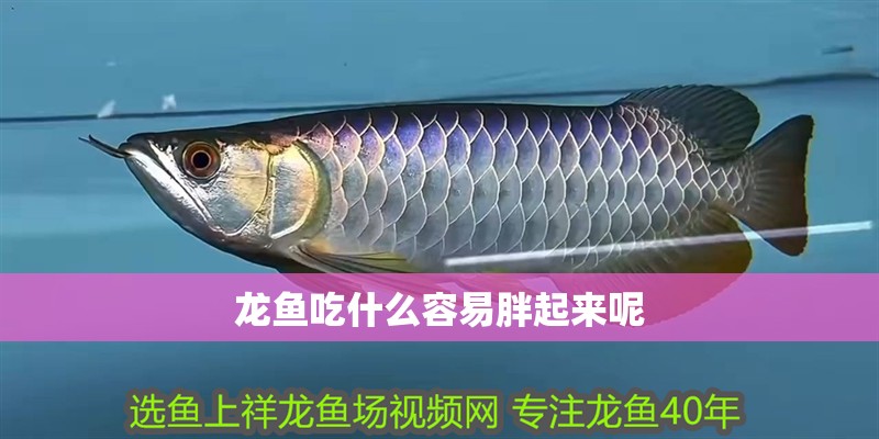 龍魚吃什么容易胖起來呢
