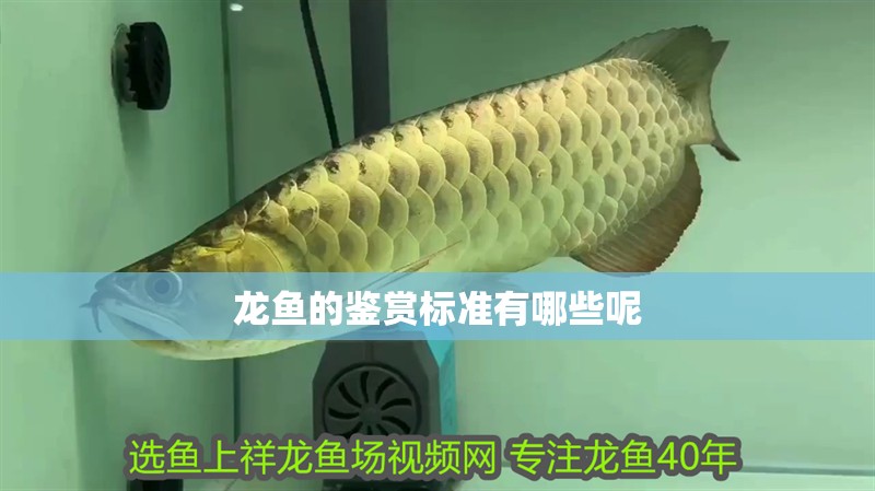 龍魚的鑒賞標準有哪些呢