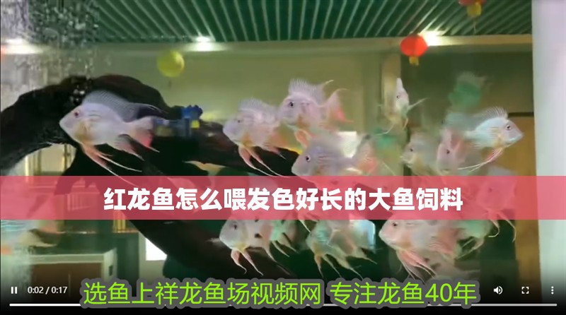 紅龍魚怎么喂發色好長的大魚飼料