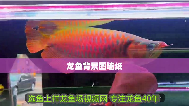龍魚背景圖墻紙 龍魚背景圖墻紙 龍魚百科 第2張