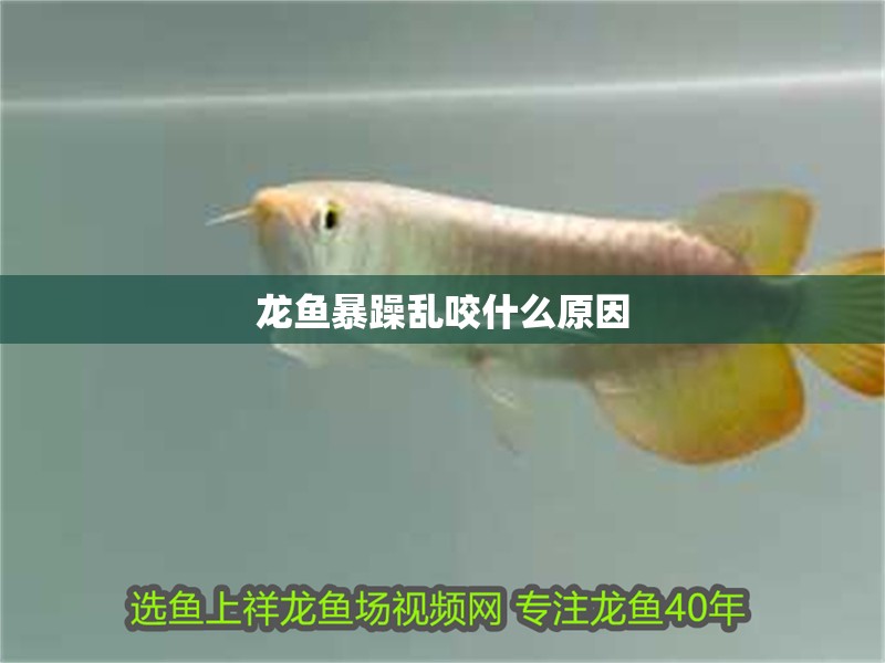 龍魚暴躁亂咬什么原因