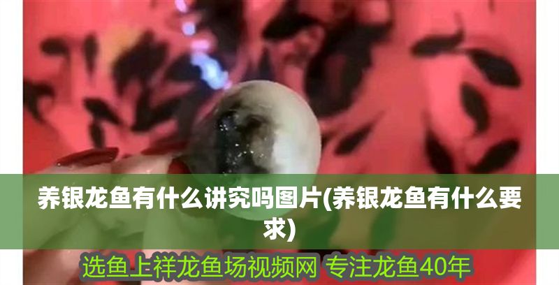 養(yǎng)銀龍魚(yú)有什么講究嗎圖片(養(yǎng)銀龍魚(yú)有什么要求)