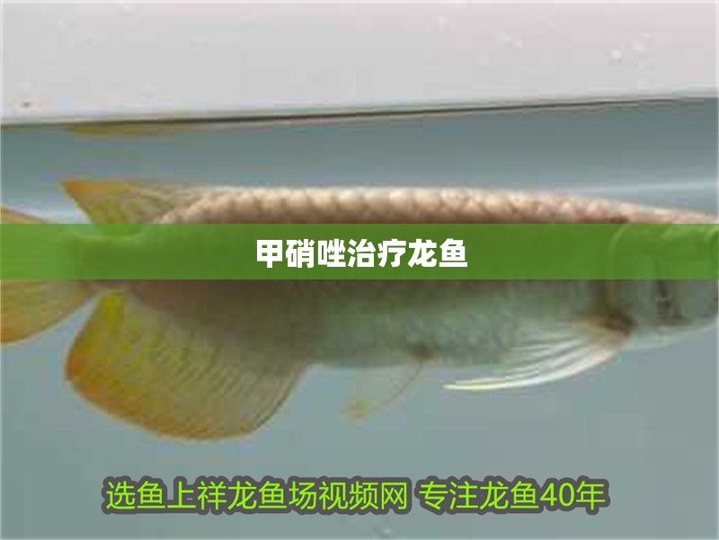 甲硝唑治療龍魚 甲硝唑治療龍魚 龍魚百科 第2張