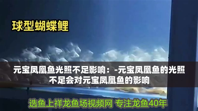元寶鳳凰魚光照不足影響：-元寶鳳凰魚的光照不足會對元寶鳳凰魚的影響