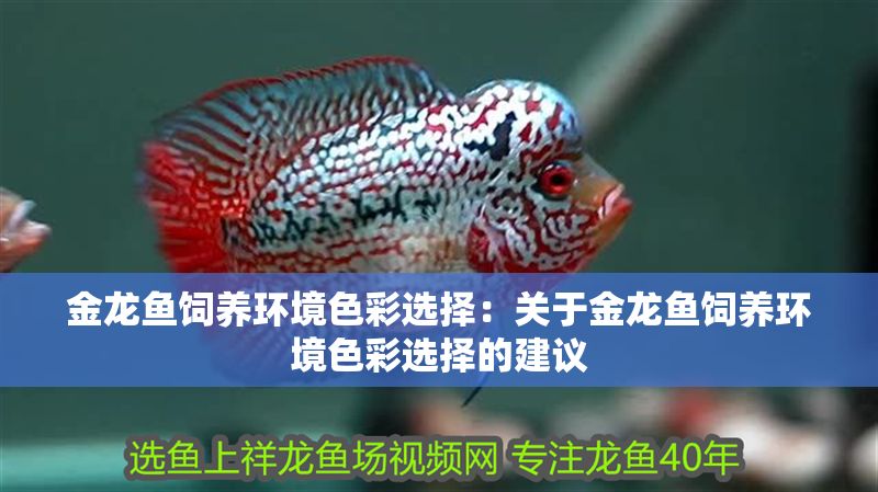金龍魚飼養環境色彩選擇：關于金龍魚飼養環境色彩選擇的建議