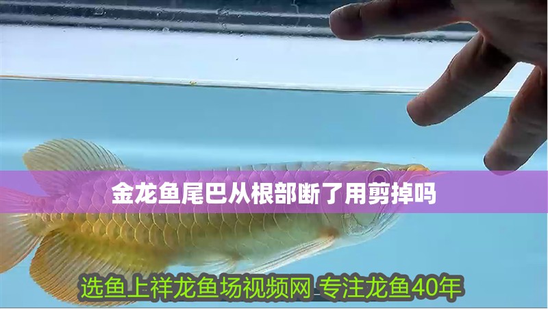 金龍魚尾巴從根部斷了用剪掉嗎