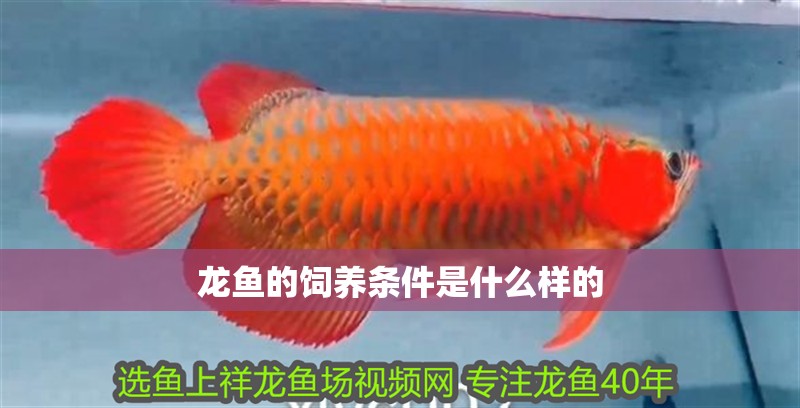 龍魚的飼養(yǎng)條件是什么樣的 龍魚的飼養(yǎng)條件是什么樣的 龍魚百科 第2張